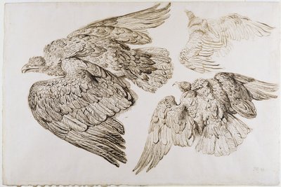 Eagles by James Ward